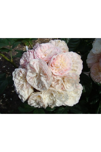 Rose moschata Bouquet Parfait